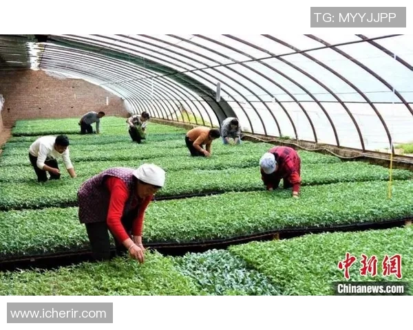 农场模拟22现代农业经营大赛挑战赛开启成就你的农业大亨梦想